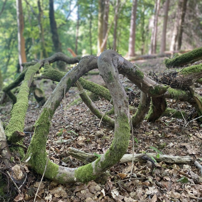 Fallen branches tangled like rope in a harbour. 