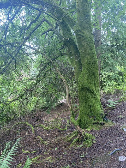 Moss coats the trees like a deep-pile fleece. 